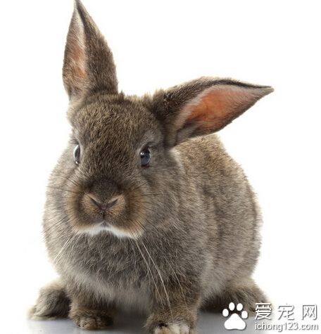 兔子拉稀吃什么药 需要主人细心照顾观察
