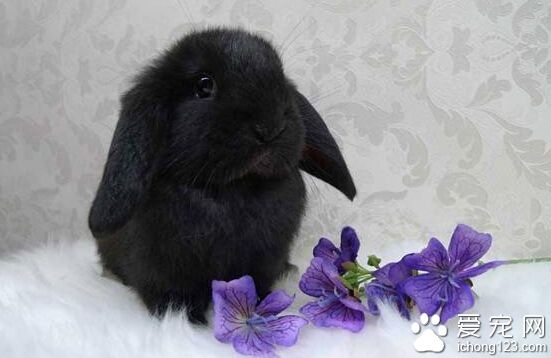 荷兰垂耳兔寿命 管理的好坏影响会其寿命