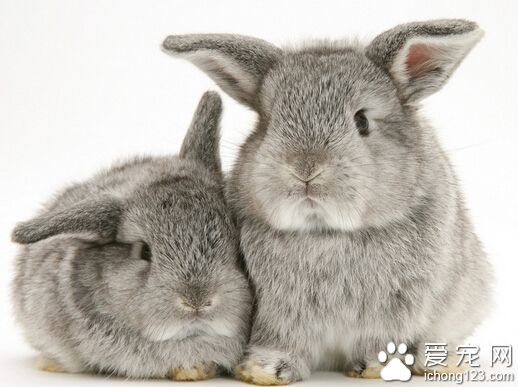 如何挑选兔子 看身材毛发皮肤精神状态
