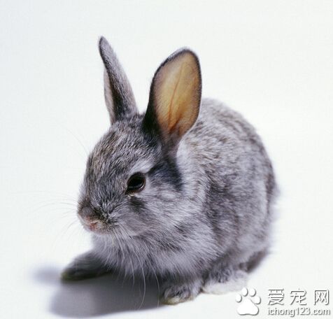 兔子怎么养 春季兔子疾病防治