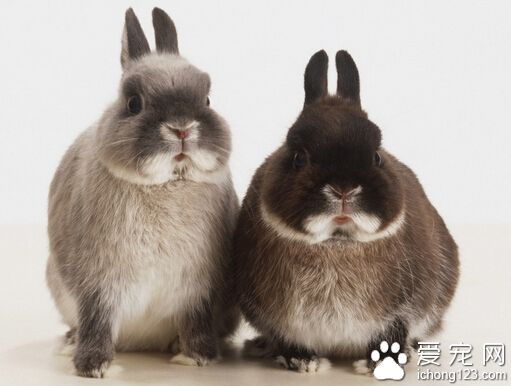 兔子怎么分公母 幼时公兔睾丸隐藏在肚子里