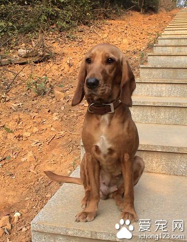 寻血猎犬的训练技巧 改善寻血猎犬的灵敏性