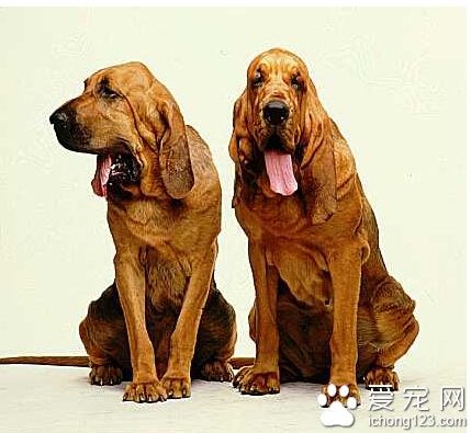 寻血猎犬多少钱 它们天性活泼积极