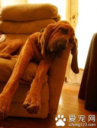 寻血猎犬怎么选 要检查小狗的健康状况