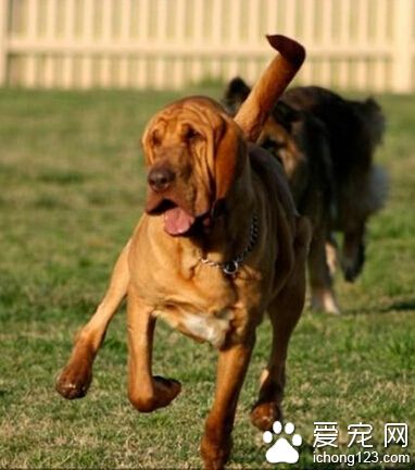 寻血猎犬好养吗 钙质的补充很必要