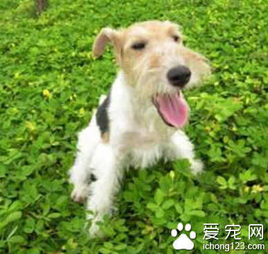  猎狐梗多少钱 品种不同价格有所偏差