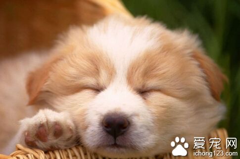 训练狗要多少钱 自己训练就不需要很多钱