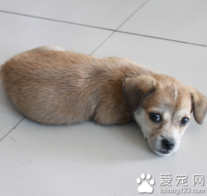 狗狗吃什么狗粮 要满足身体成长需求