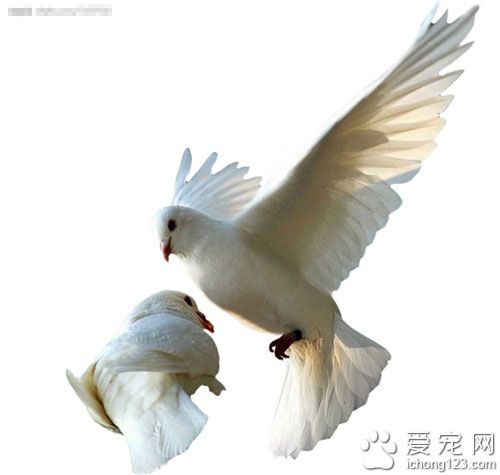 一只名为戈马力安东尼二号的信鸽售价38万