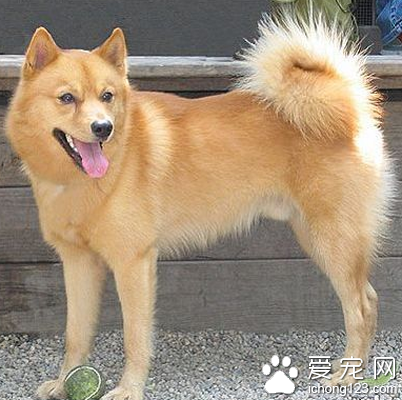 芬兰猎犬怎么选 该犬的产量并不高