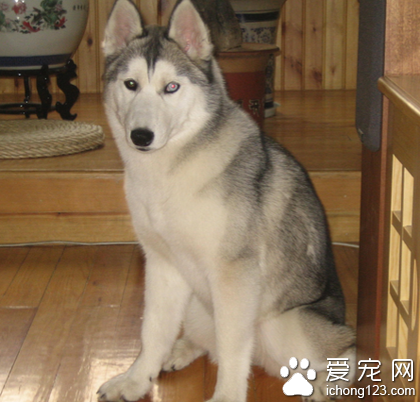  狗狗定点如厕训练秘籍 注意保持卫生