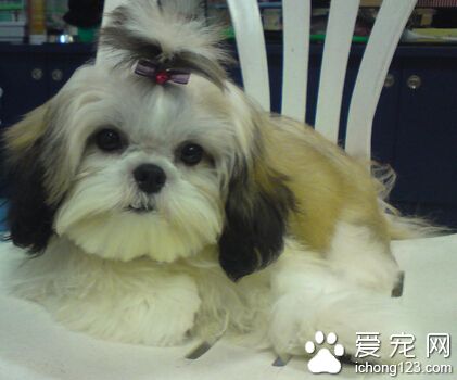 西施犬很凶吗 其实它们是非常温顺的