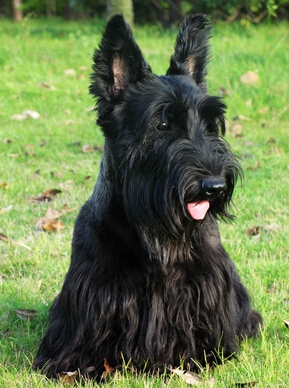 苏格兰梗掉毛吗 其掉毛情况不怎么严重