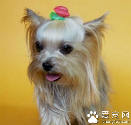  约克夏价格多少 选择综合条件好的