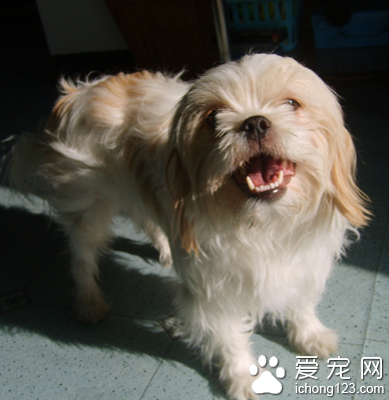 西施犬怎么样 适合家养的伴侣犬
