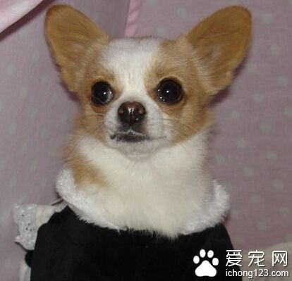 狗感冒吃什么药 选择一些小孩用的感冒冲剂