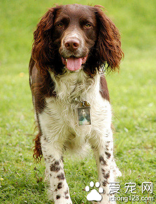 史宾格和可卡的区别 史宾格下臂毛短