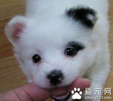 被狗狗咬了怎么办 首先剪掉伤口周围毛发