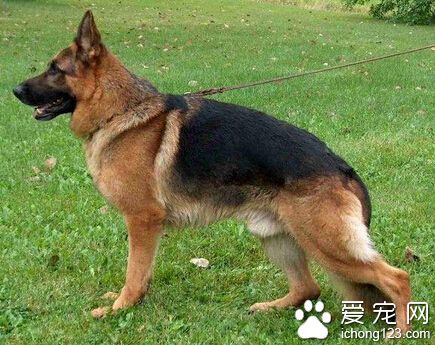 狼狗品种 “狼狗”并不是一个确切的品种名