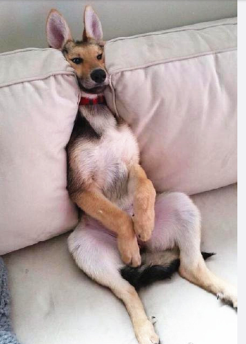 你确定你的麻麻没有去过澳大利亚