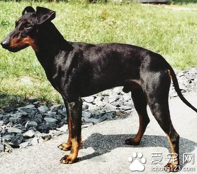 曼彻斯特梗的智商 该犬智商排名第32位