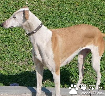 灵缇犬不听话乱跑怎么改正 随从训练