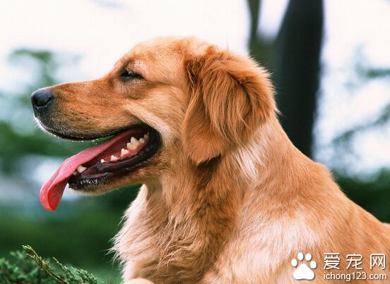 狗狗训练随行 一定要带上它爱吃的食物