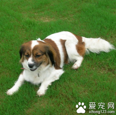 史宾格犬多少钱 该犬是优秀的宠物狗