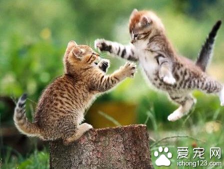 猫的生活习性 猫喜欢孤独而自由地活动
