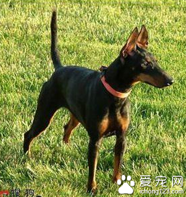 曼彻斯特梗掉毛吗 精力充沛的伴侣犬