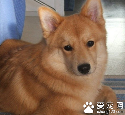 芬兰猎犬怎样选 该犬的挑选技巧