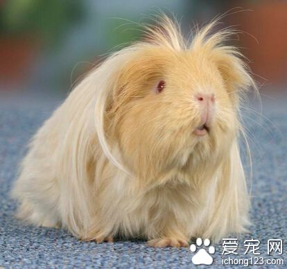 天竺鼠怎么养 首先为其准备宽敞舒适的鼠笼