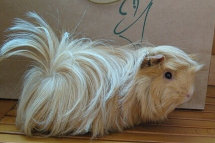 荷兰猪多少钱 短毛的价格在10-40元左右