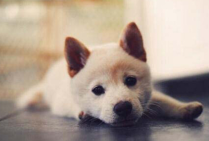  狗狗能看到什么颜色 最能分辨蓝色紫色