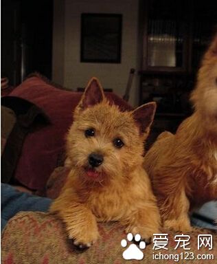  罗威士梗掉毛吗 经常给狗狗梳理被毛