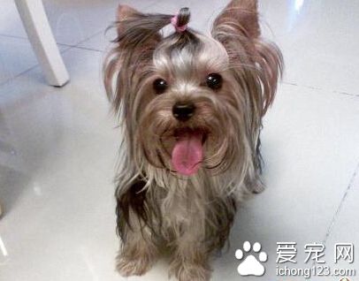 约克夏掉毛吗 首先确定约克夏掉毛的原因