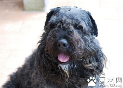 法兰德斯畜牧犬哪里卖 首先了解它的用途