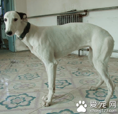 灵缇犬怎样训练 服从主人命令的训练