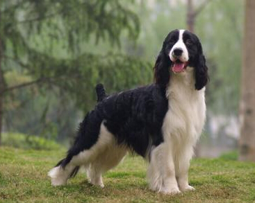  史宾格犬的饲养 不要喂食太多的肉类