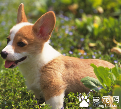  狗驱虫的价格 品种多价格偏差比较大