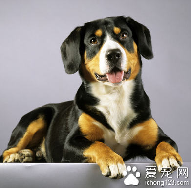 哪里有卖狗狗的 宠物市场有销售