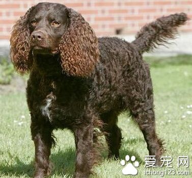 美国水猎犬的寿命 可以活上12年-15年