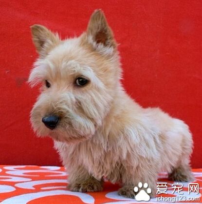 苏格兰梗的训练方法 让狗记住你对它的呼唤