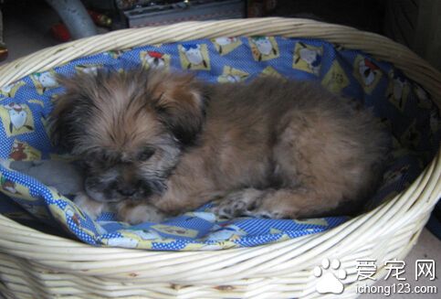 拉萨犬的日常护理 定期梳理和修剪毛发