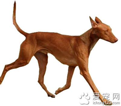 法老王猎犬多少钱 3000到10000元之间