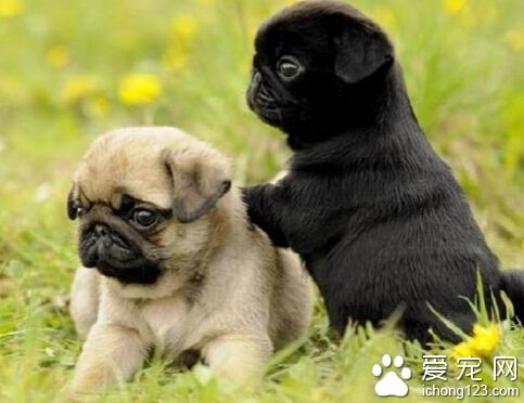 八哥犬多少钱一只 一般的大概300-500元