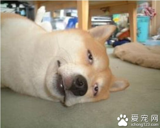 狗狗训练尿尿 可以采用垫报纸法来训练