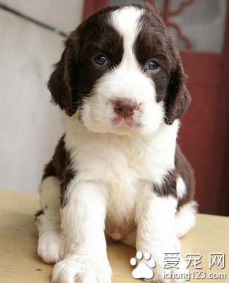 史宾格的价格 普通的价格在2000元左右