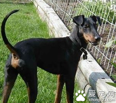 曼彻斯特梗怎么选 该犬前肢非常长