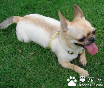 训练狗狗匍匐前进 准备好狗狗爱玩的玩具